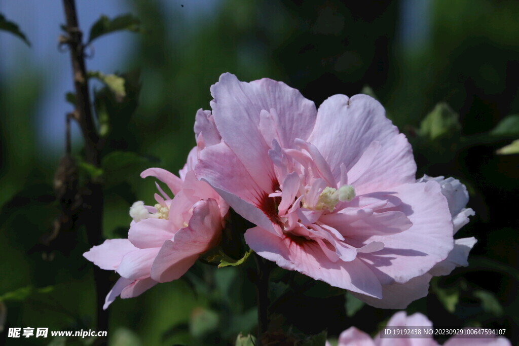 木槿花 