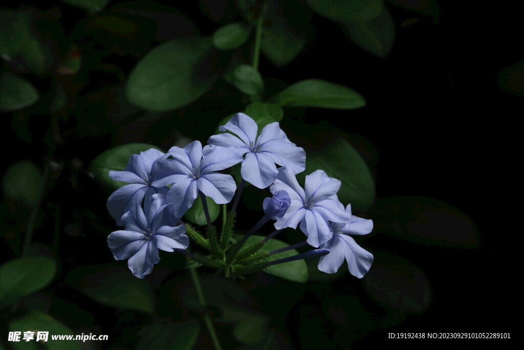 蓝雪花