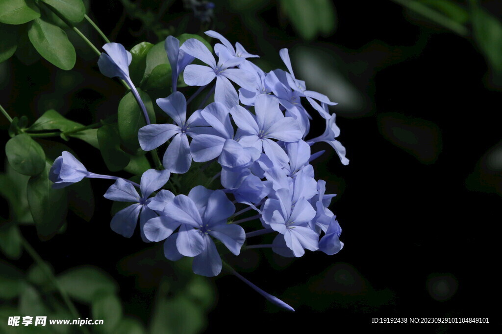 蓝雪花 