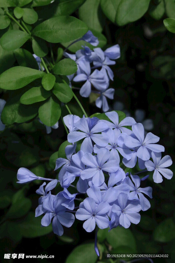 蓝雪花