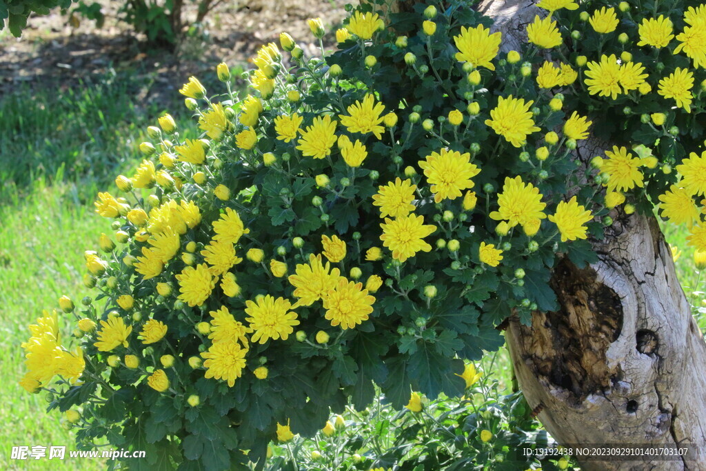 菊花
