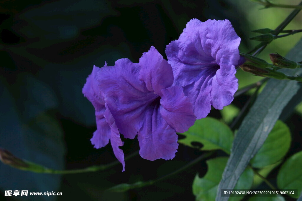 蓝花草