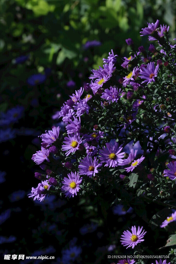 紫菀 