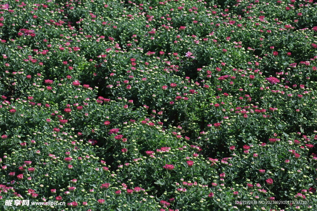 菊花