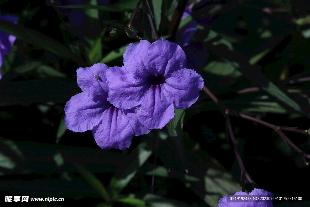 蓝花草