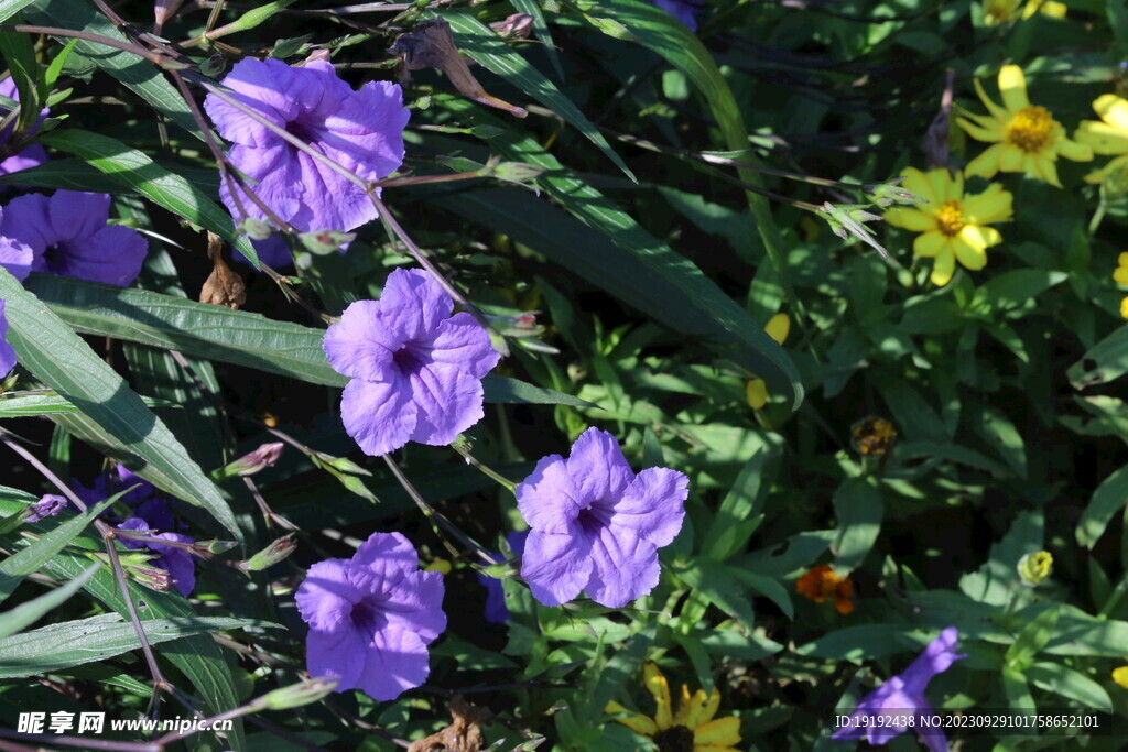 蓝花草