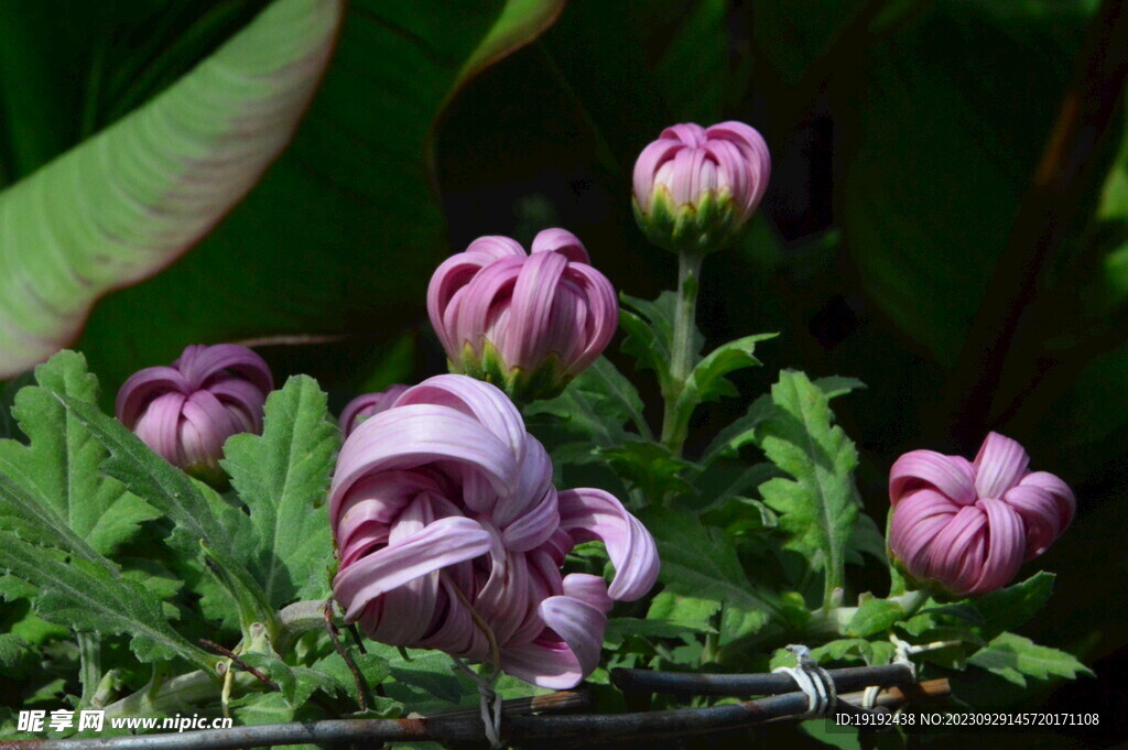 菊花 