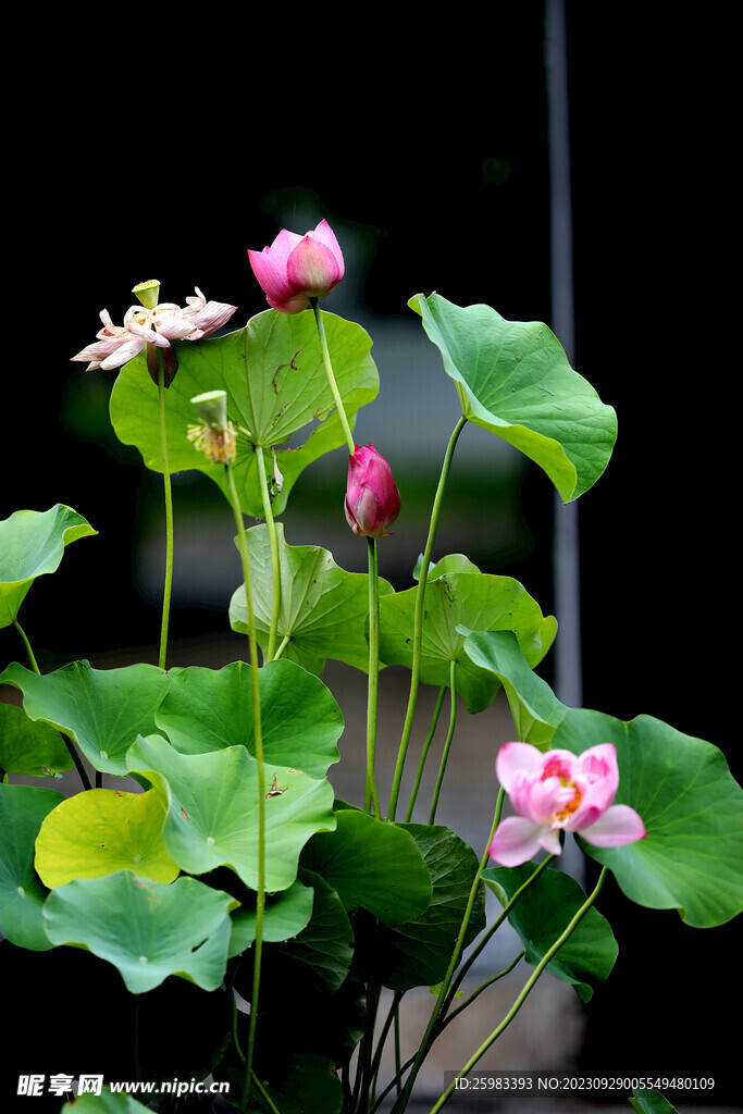 荷花