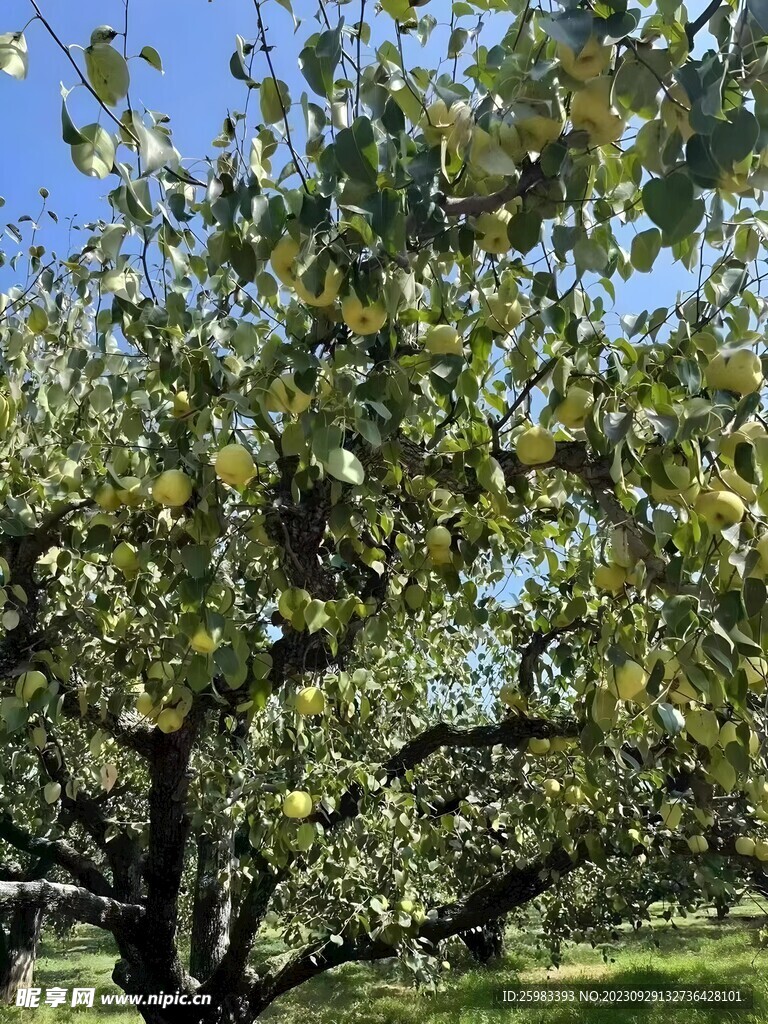 砀山梨栽培