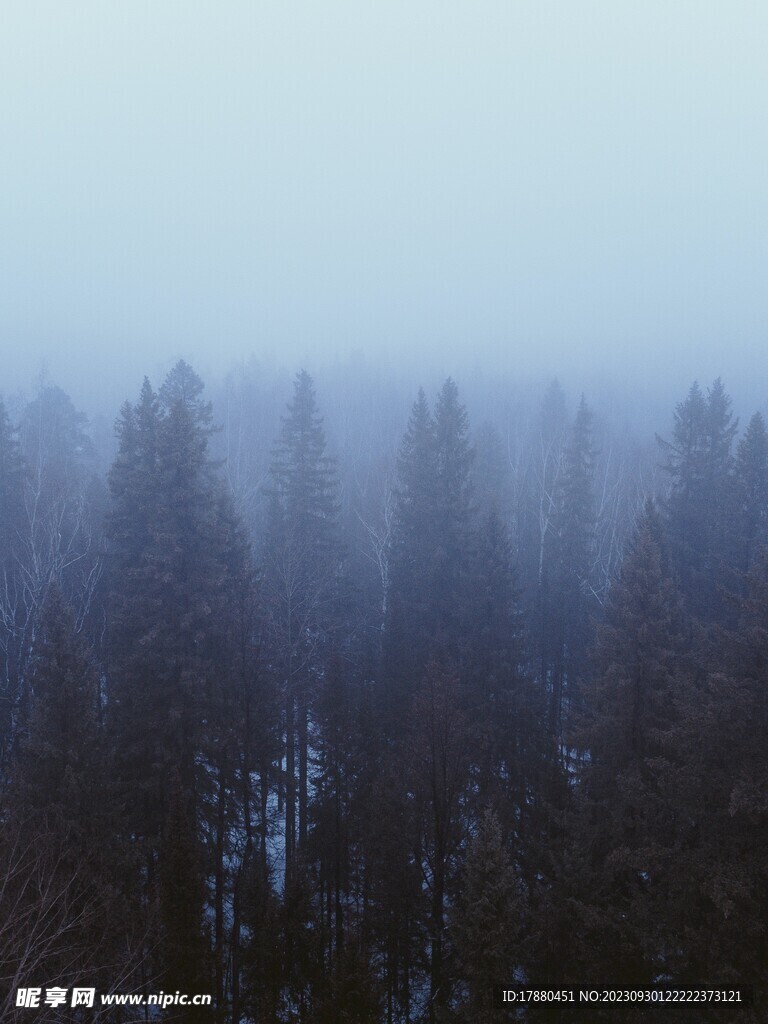 丛林
