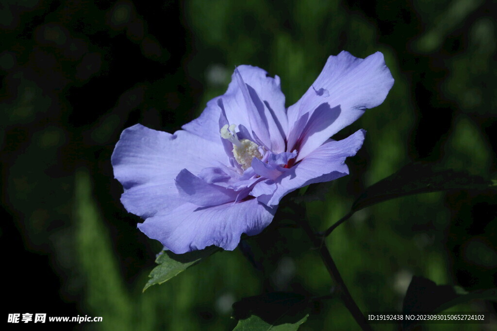 木槿花 