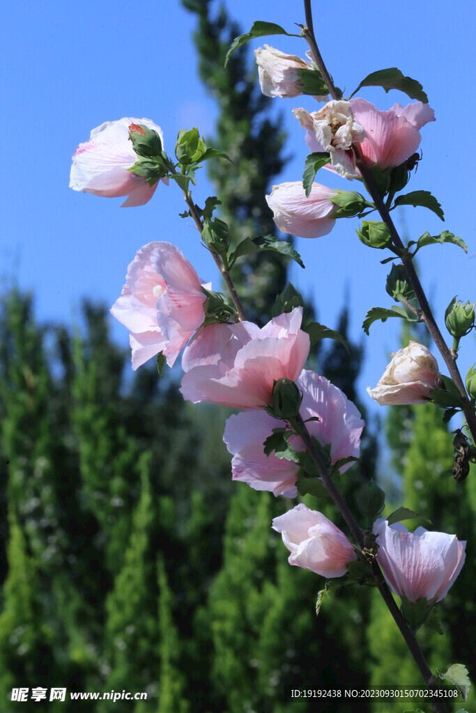 木槿花 