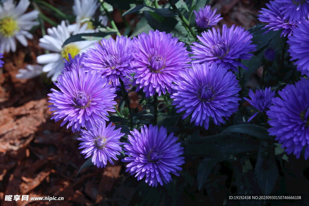 菊花