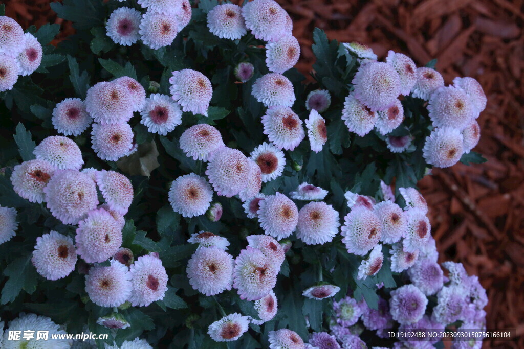 菊花