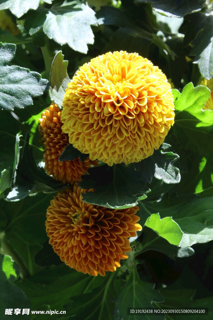 菊花