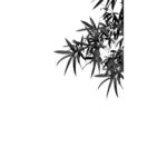  水墨竹子  