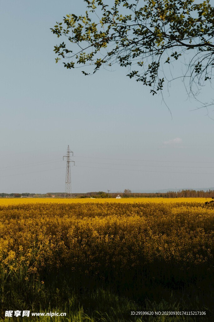油菜花