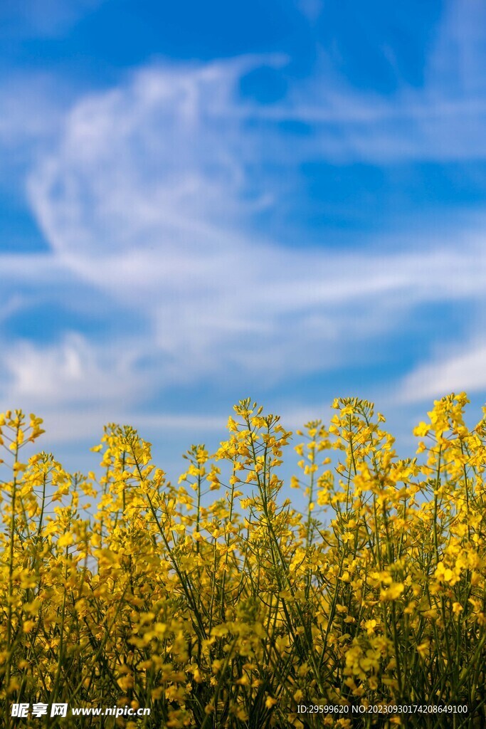 油菜花