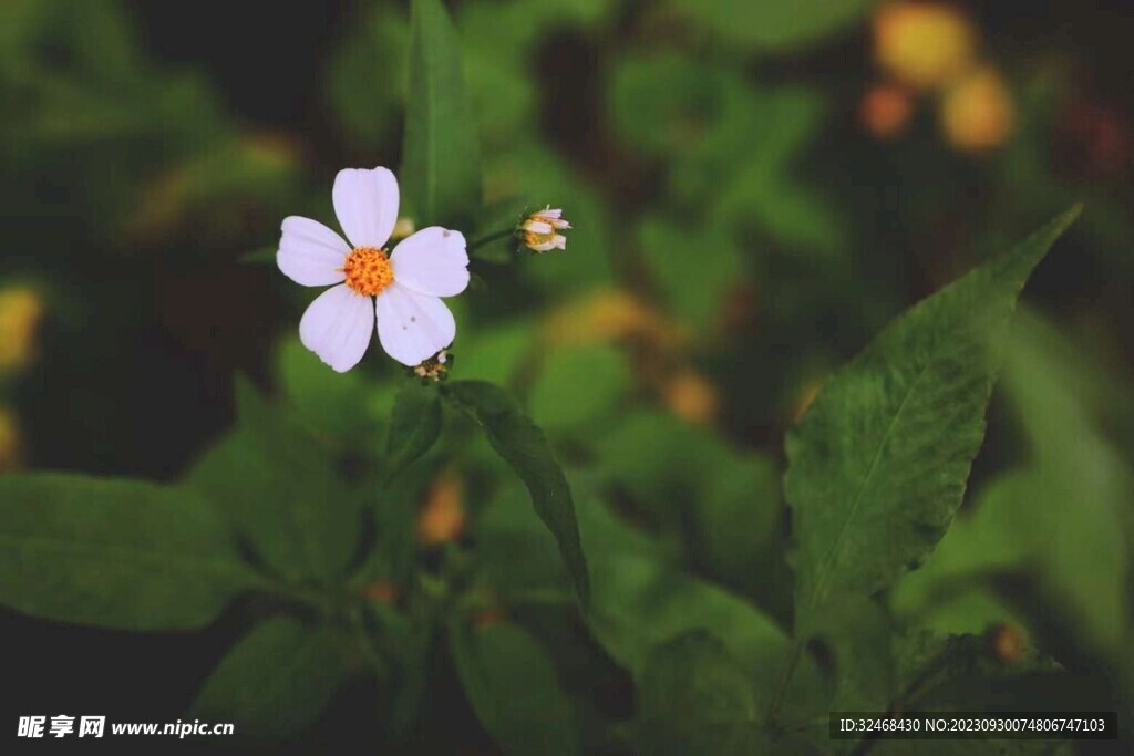 一朵野菊花