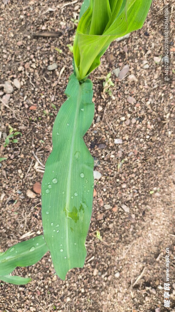 雨后玉米叶