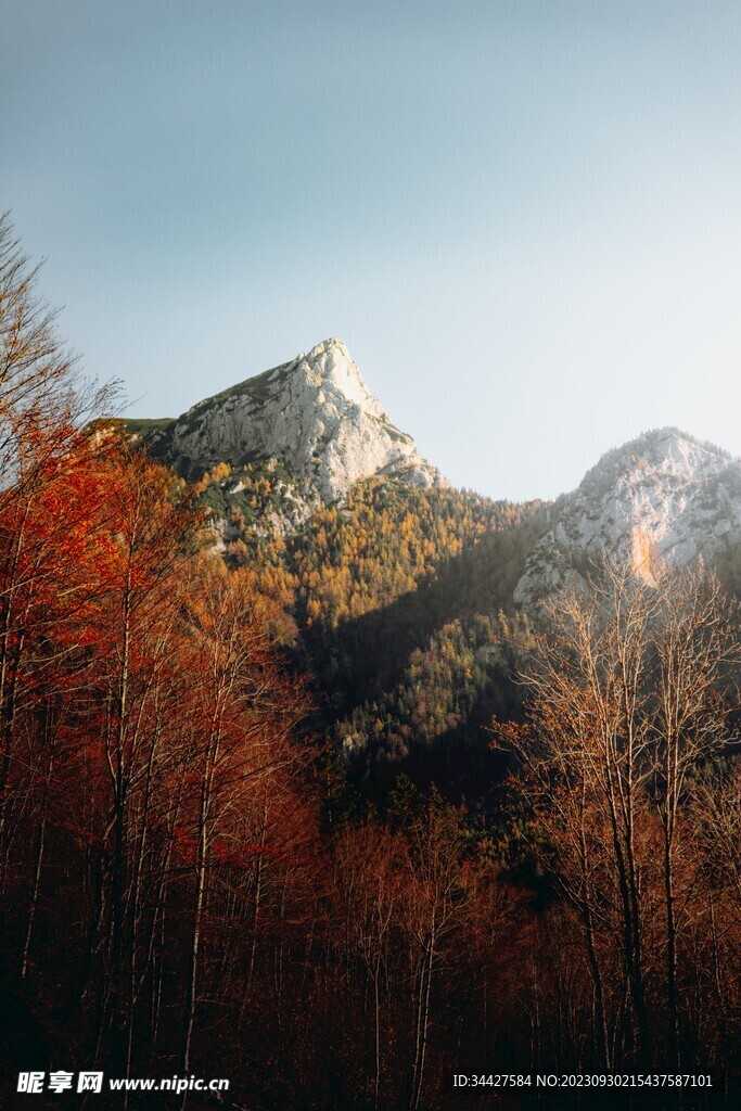 树林和山峰