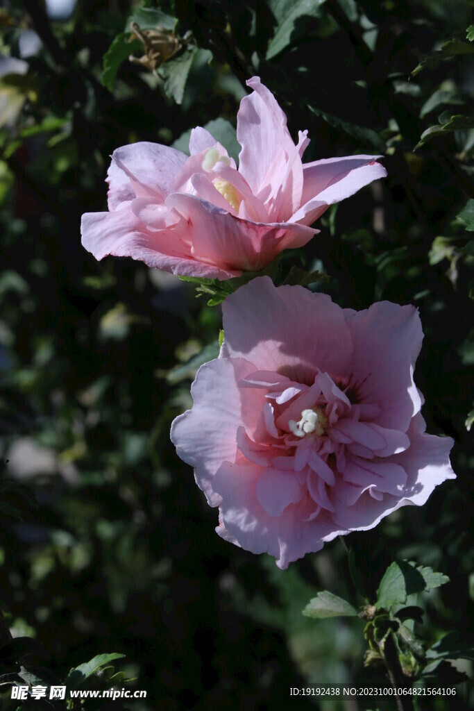 木槿花 