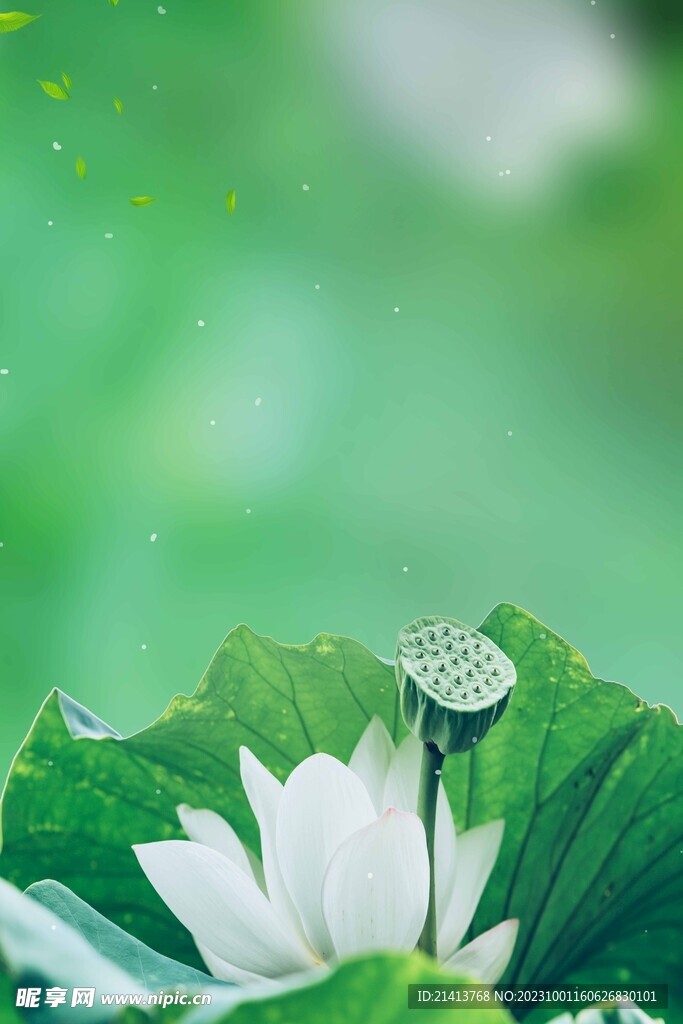 荷花莲花荷叶