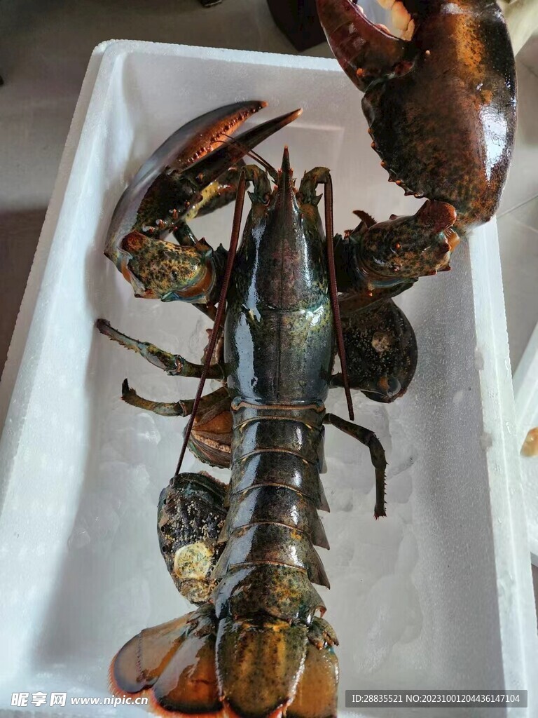 大波龙