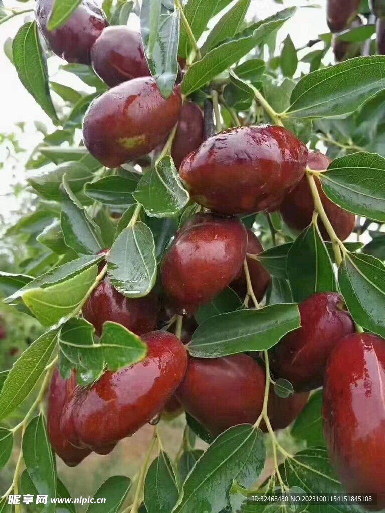 红枣