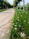 马路上小白花