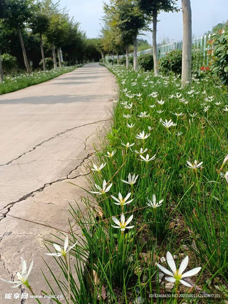 马路上小白花