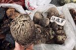 中草药 