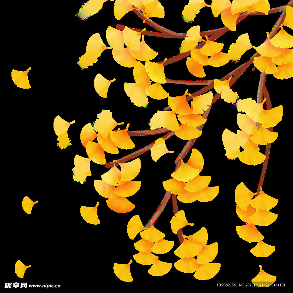 秋季唯美金黄色银杏树