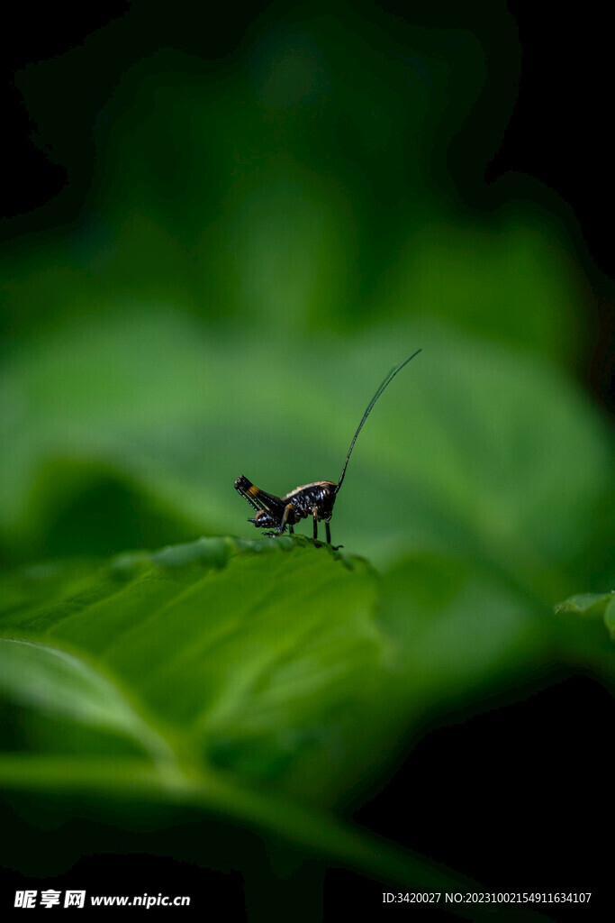 蝗虫