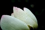 清水出芙蓉