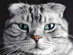 美国短毛猫