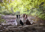 边境柯利犬