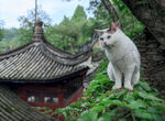 猫咪