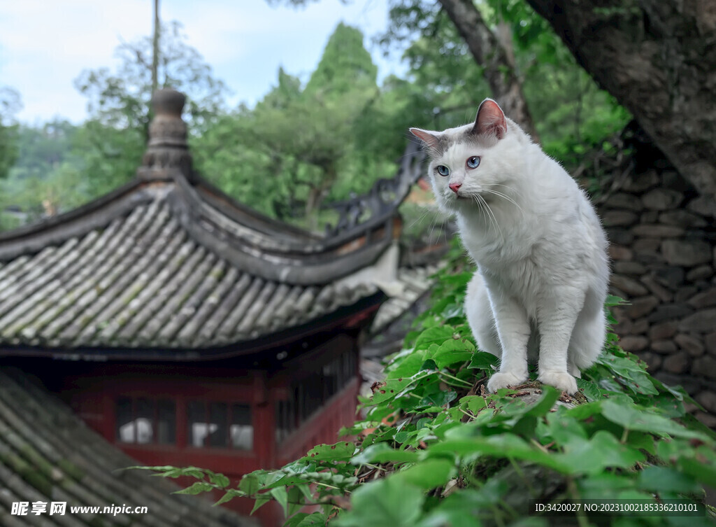 猫咪
