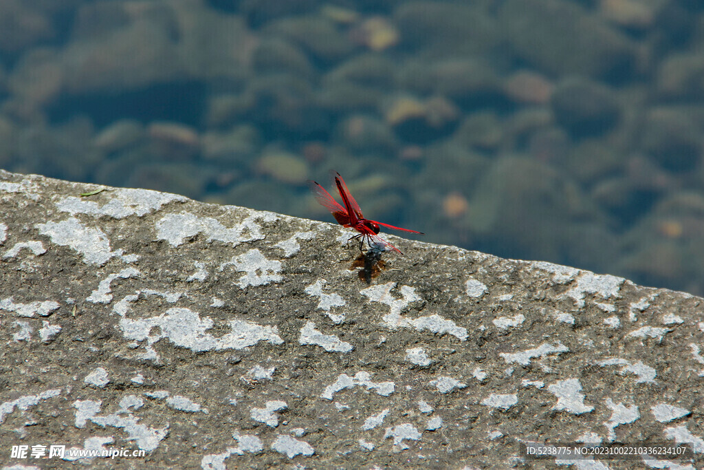 红蜻蜓抓拍