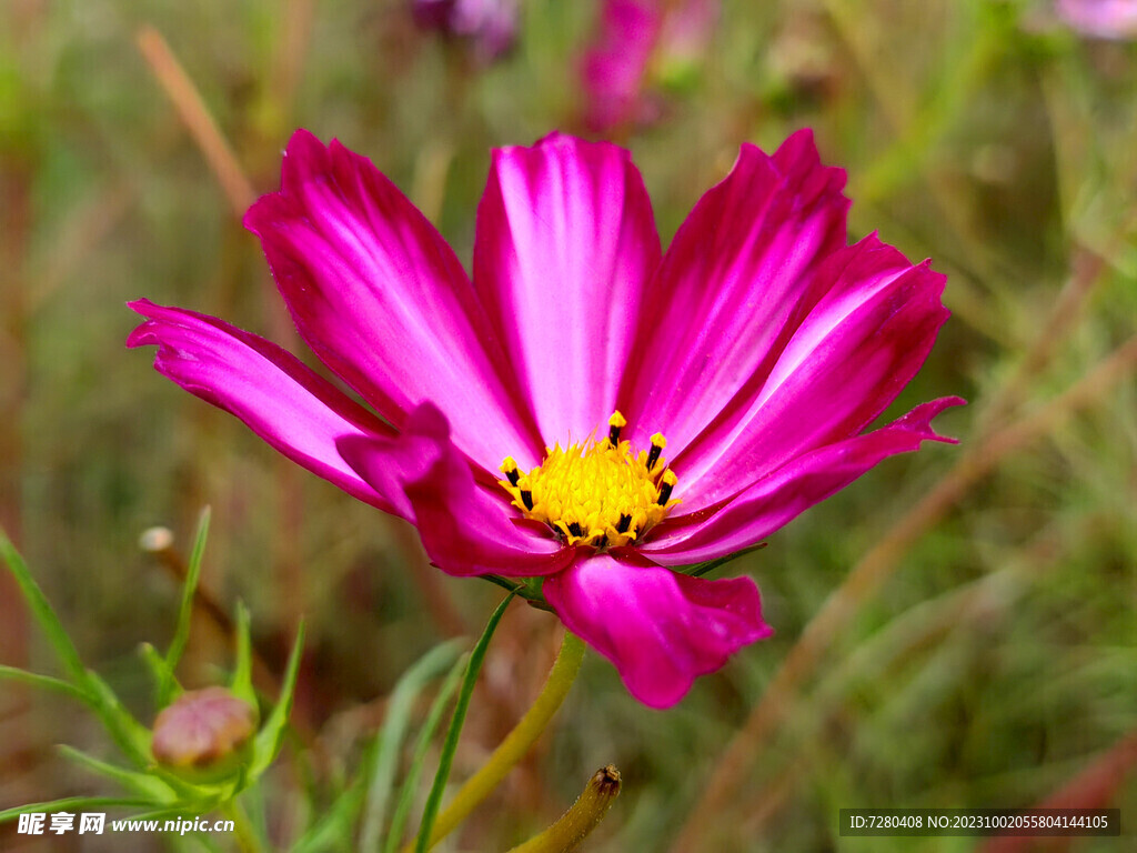 格桑花