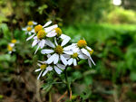雏菊