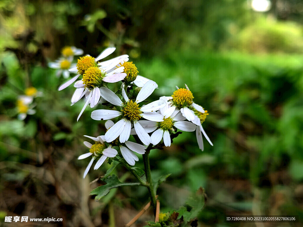 雏菊