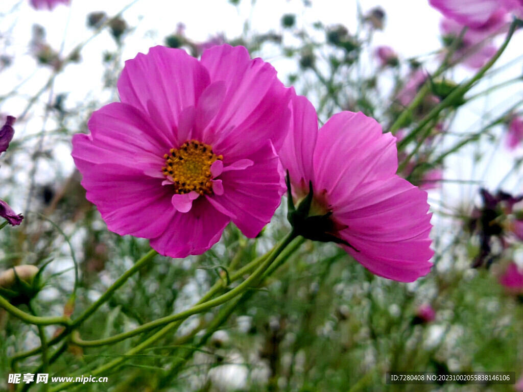 格桑花