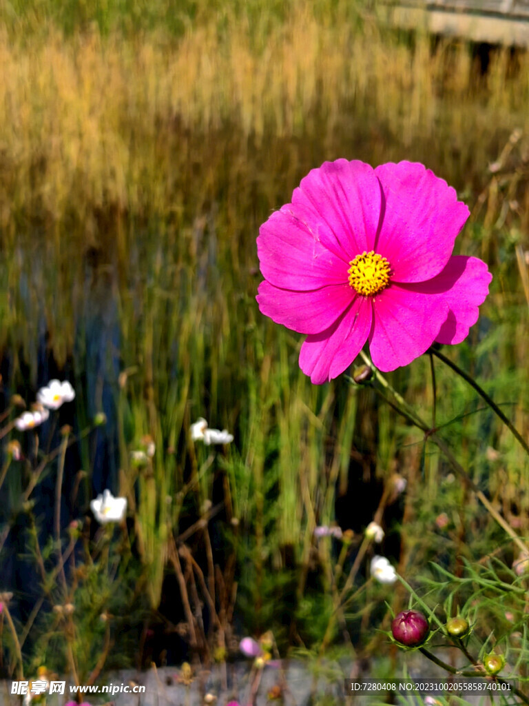 格桑花