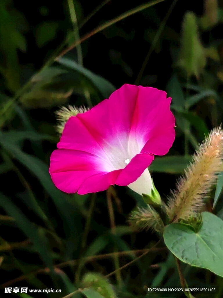 牵牛花