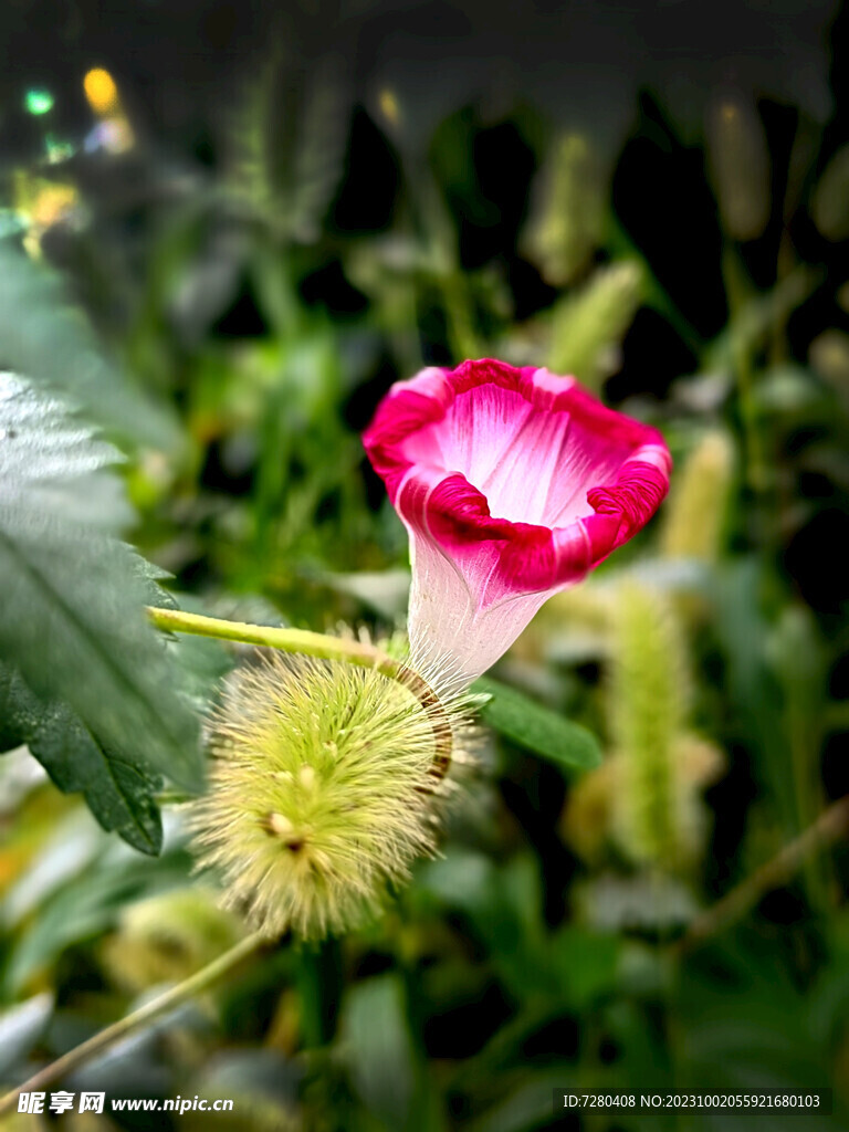 牵牛花