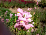 花卉