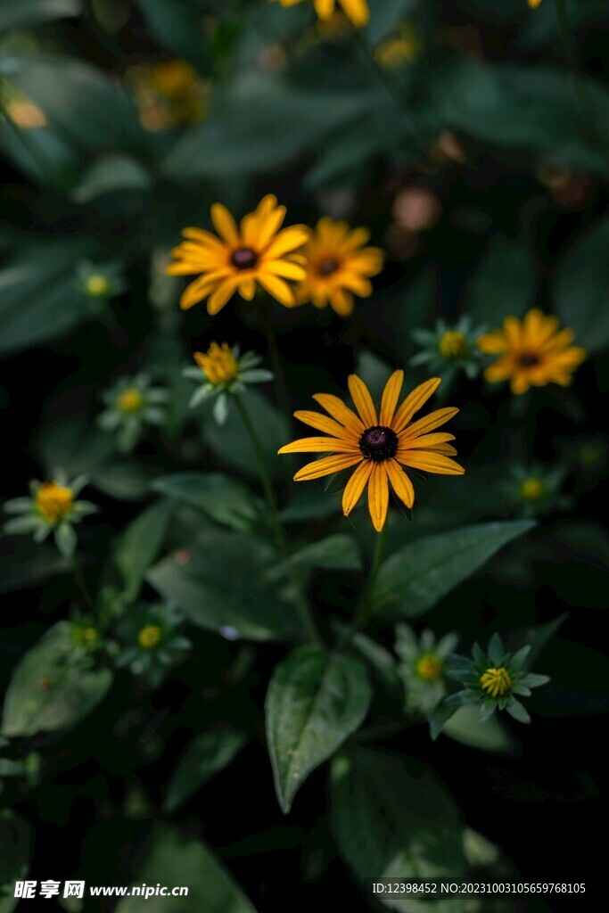 野菊花