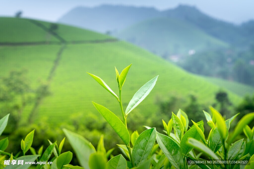茶叶